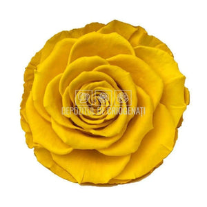 Trandafiri Criogenati BELLA YEL-02 (Ø7,5-8cm, set 4 buc /cutie) - DepozituldeCriogenati.ro