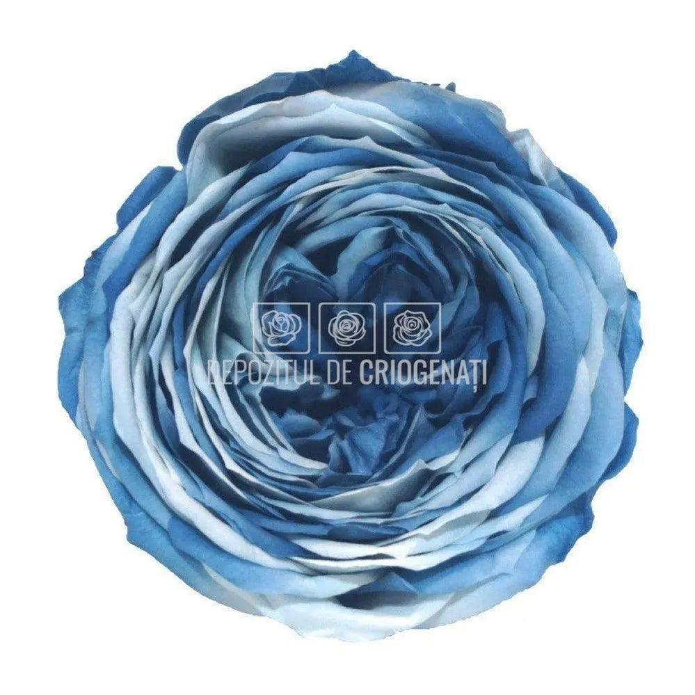 Trandafiri Criogenati CARMEN BLU-05 (Ø6-6,5cm, set 6 buc /cutie) - DepozituldeCriogenati.ro