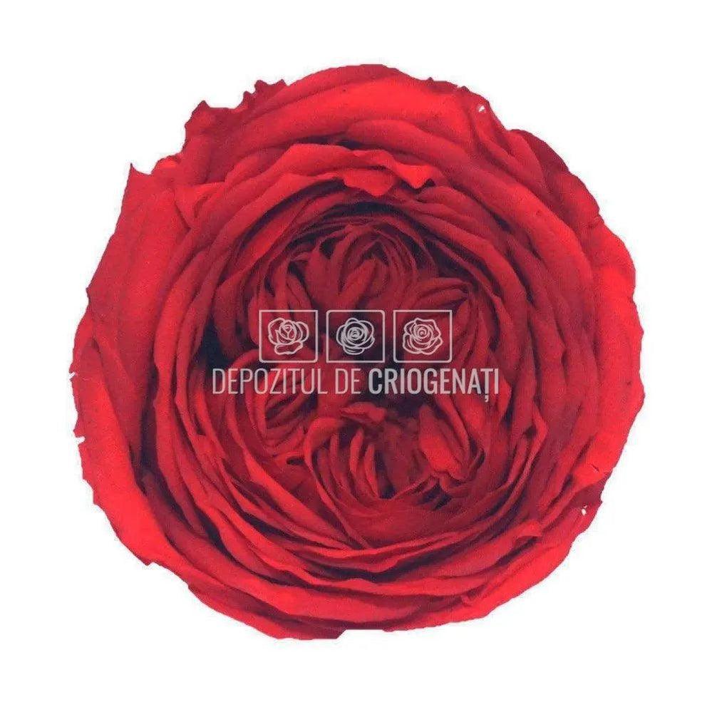 Trandafiri Criogenati CARMEN RED - 02 (dia. 6 - 6,5cm) - Depozitul de Criogenati