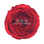 Trandafiri Criogenati CARMEN RED - 02 (dia. 6 - 6,5cm) - Depozitul de Criogenati