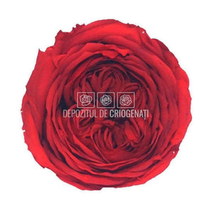 Trandafiri Criogenati CARMEN RED-02 (Ø6-6,5cm, set 6 buc /cutie) - DepozituldeCriogenati.ro