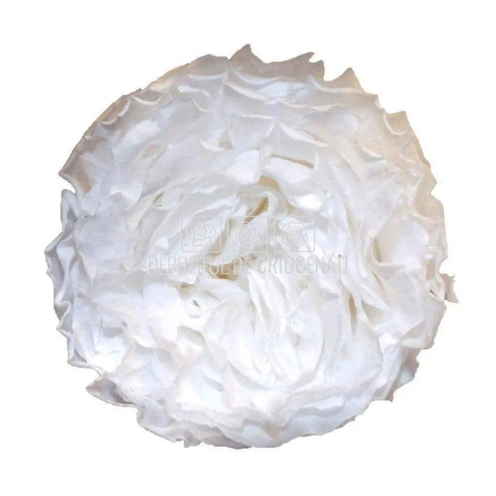 Trandafiri Criogenati CARMEN WHI - 01 (dia. 6 - 6,5cm) - Depozitul de Criogenati