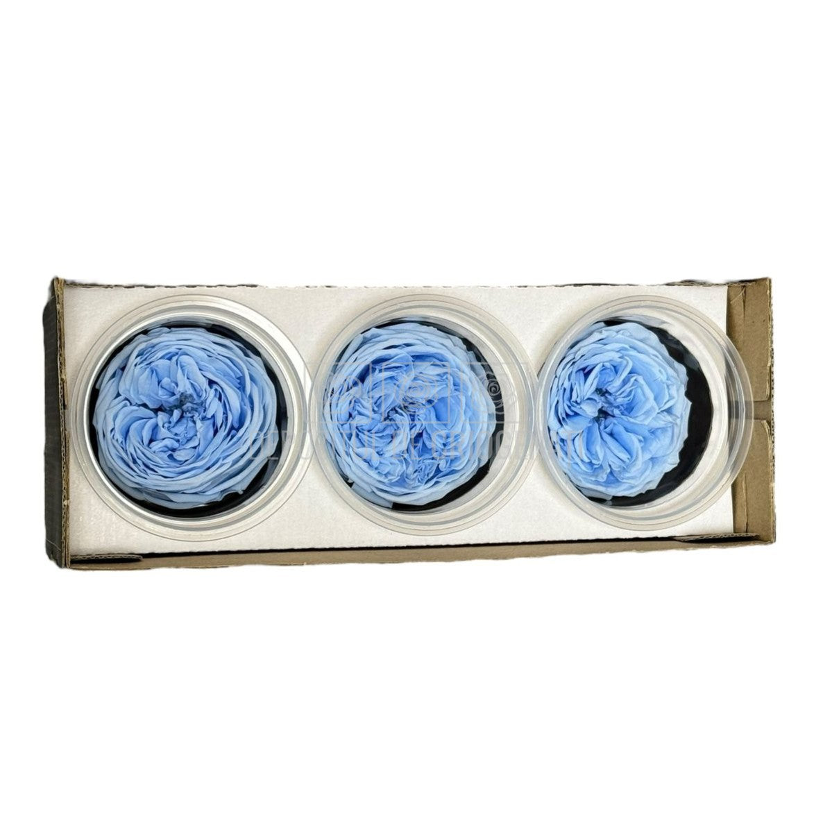 Trandafiri Criogenati KABUKIZA BLU-89 (dia.6cm x 3,2cm, set 3 buc /cutie) - DepozituldeCriogenati.ro