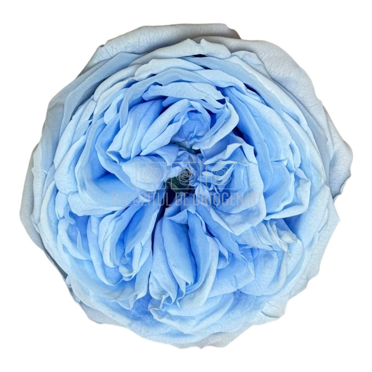 Trandafiri Criogenati KABUKIZA BLU-89 (dia.6cm x 3,2cm, set 3 buc /cutie) - DepozituldeCriogenati.ro