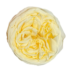 Trandafiri Criogenati KABUKIZA CHA-89 (dia.6cm x 3,2cm, set 3 buc /cutie) - DepozituldeCriogenati.ro