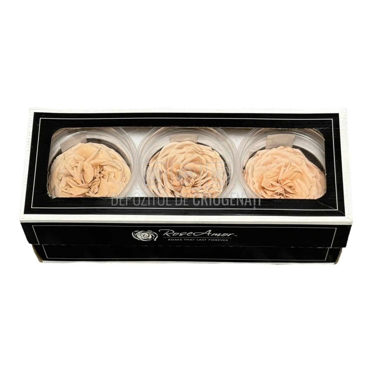 Trandafiri Criogenati KABUKIZA PEA-01 (dia.6cm x 3,2cm, set 3 buc /cutie) - DepozituldeCriogenati.ro