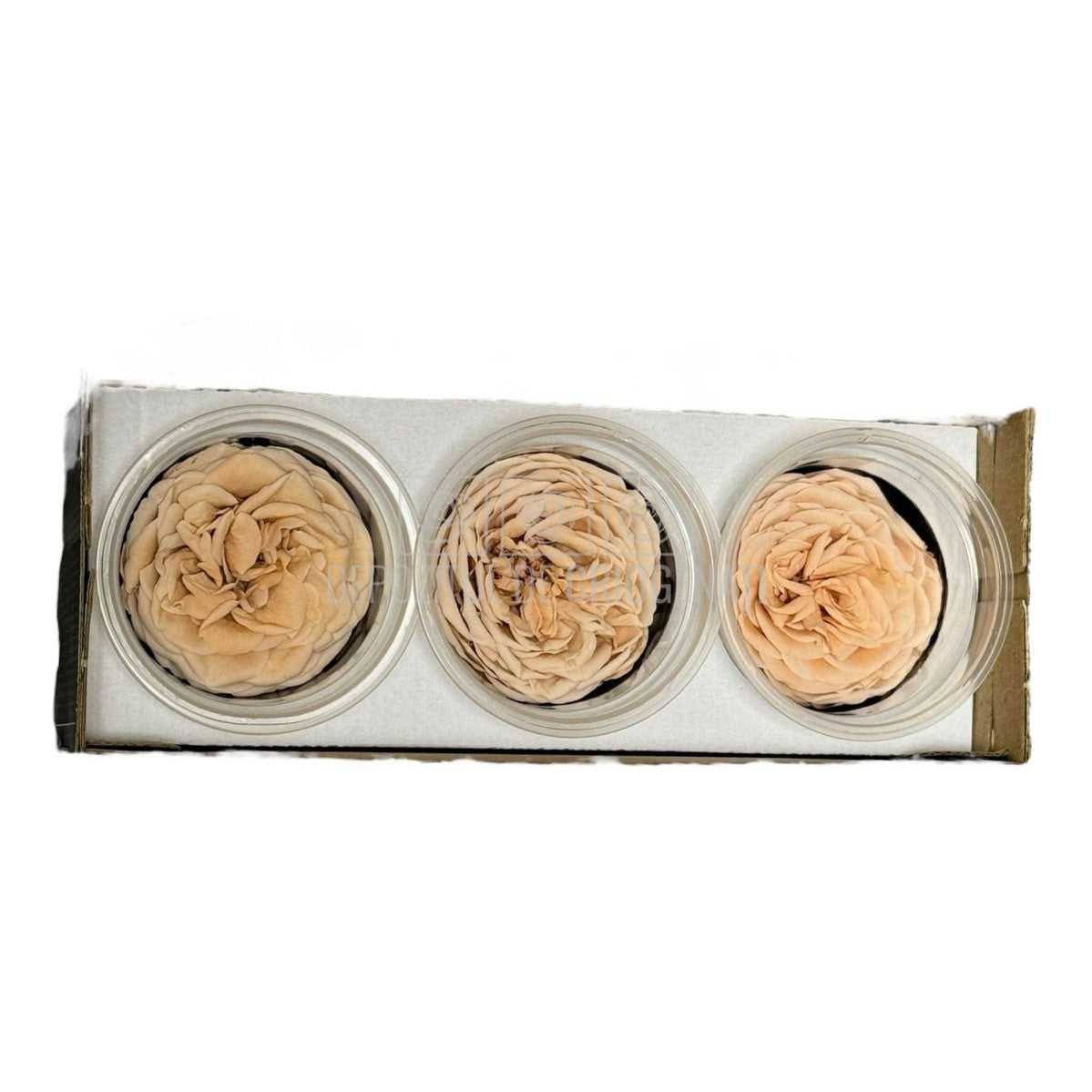 Trandafiri Criogenati KABUKIZA PEA-01 (dia.6cm x 3,2cm, set 3 buc /cutie) - DepozituldeCriogenati.ro