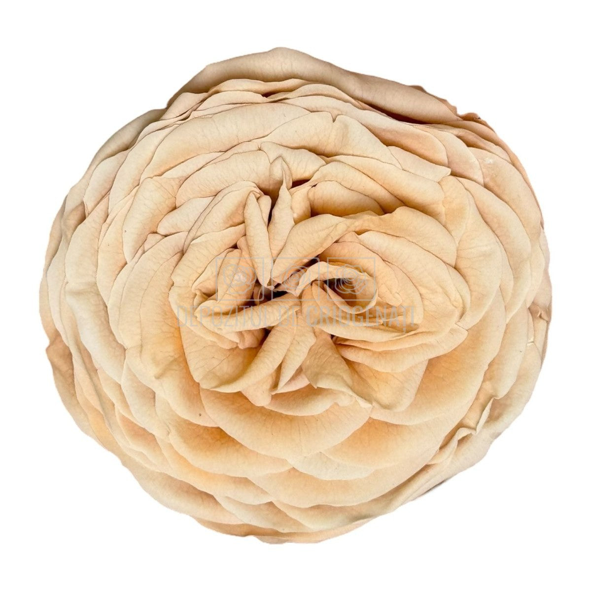 Trandafiri Criogenati KABUKIZA PEA-01 (dia.6cm x 3,2cm, set 3 buc /cutie) - DepozituldeCriogenati.ro