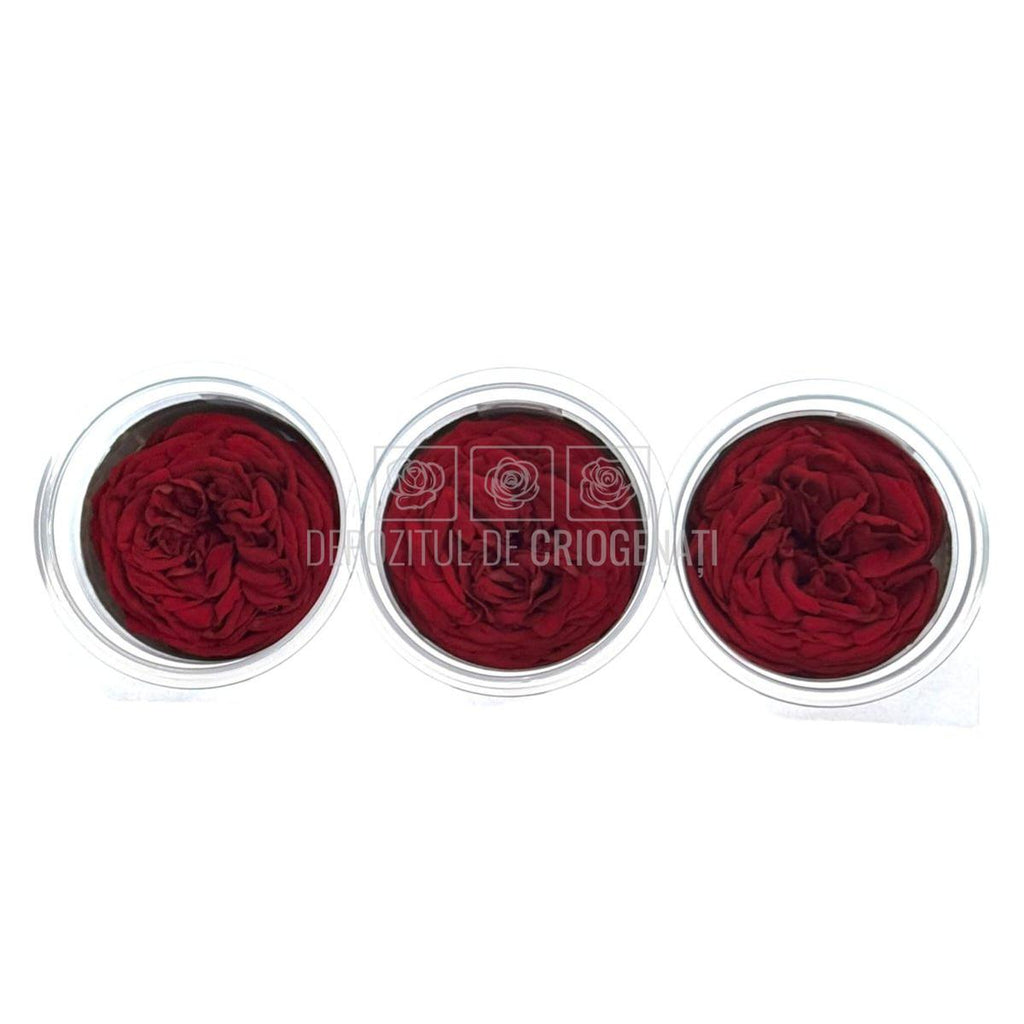 Trandafiri Criogenati KABUKIZA PIN-02 (dia. 6cm x 3,5cm) - Depozitul de Criogenati