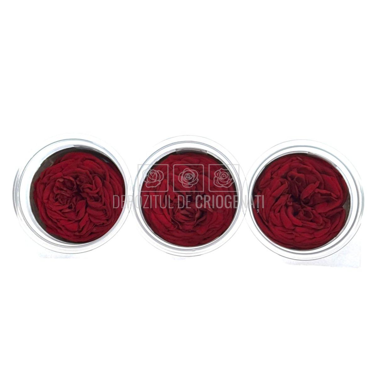 Trandafiri Criogenati KABUKIZA PIN-02 (dia. 6cm x 3,5cm) - Depozitul de Criogenati
