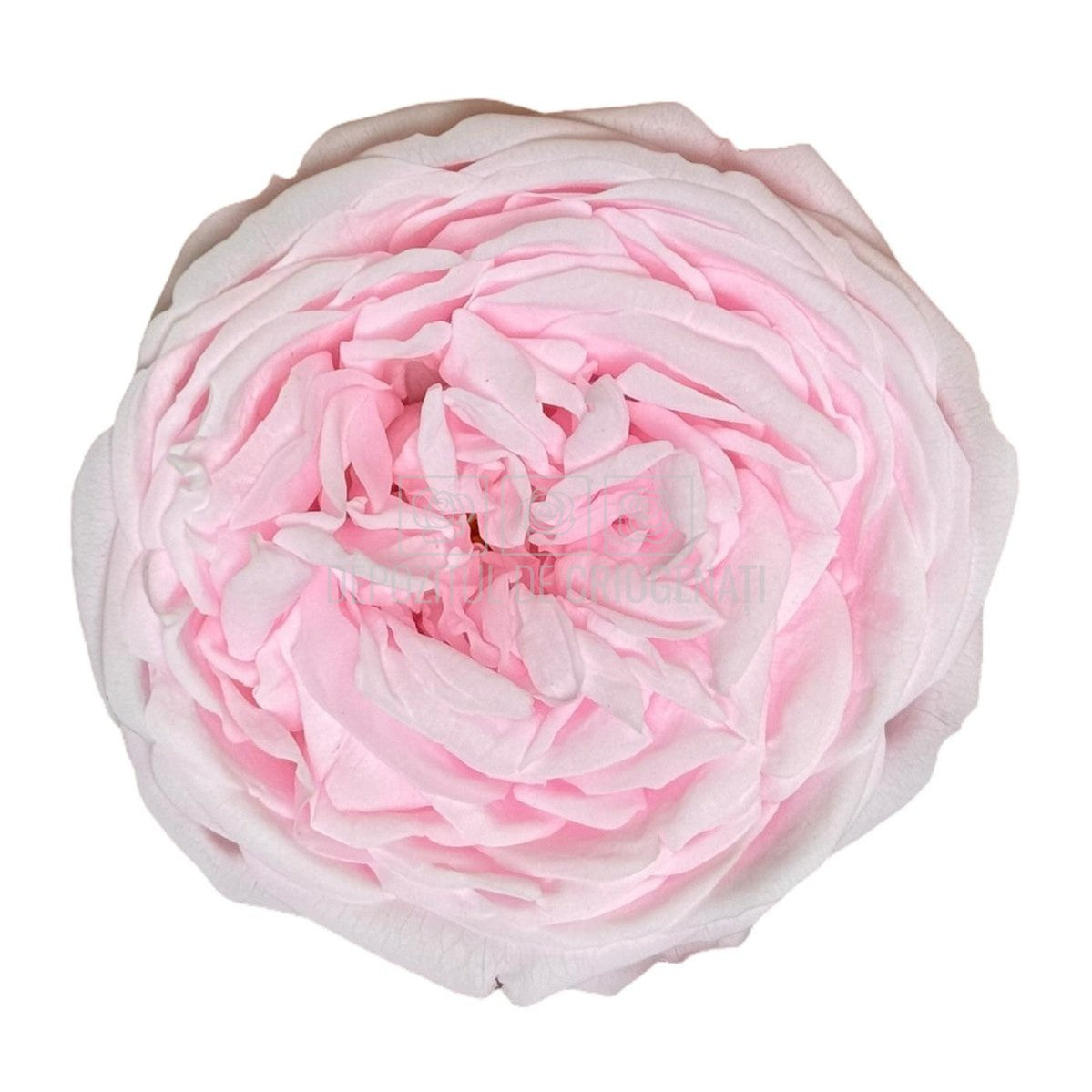 Trandafiri Criogenati KABUKIZA PIN-99 (dia.6cm x 3,2cm, set 3 buc /cutie) - DepozituldeCriogenati.ro