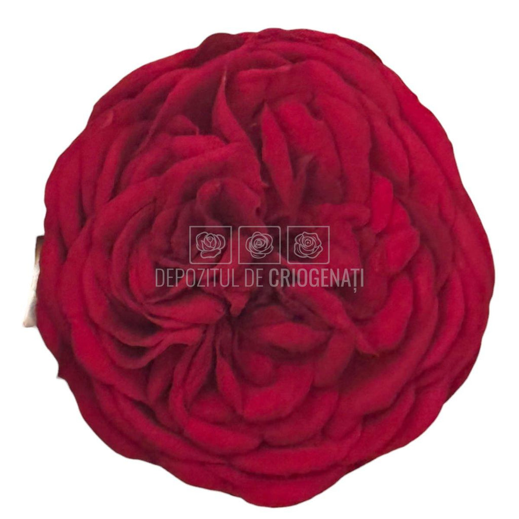 Trandafiri Criogenati KABUKIZA RED-01 (dia. 6cm x 3,5cm) - Depozitul de Criogenati