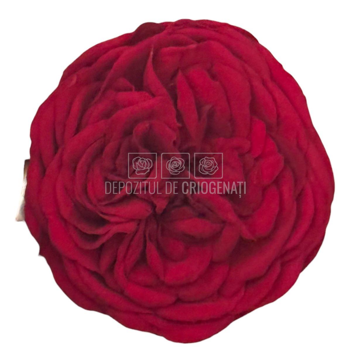 Trandafiri Criogenati KABUKIZA RED-01 (dia. 6cm x 3,5cm) - Depozitul de Criogenati
