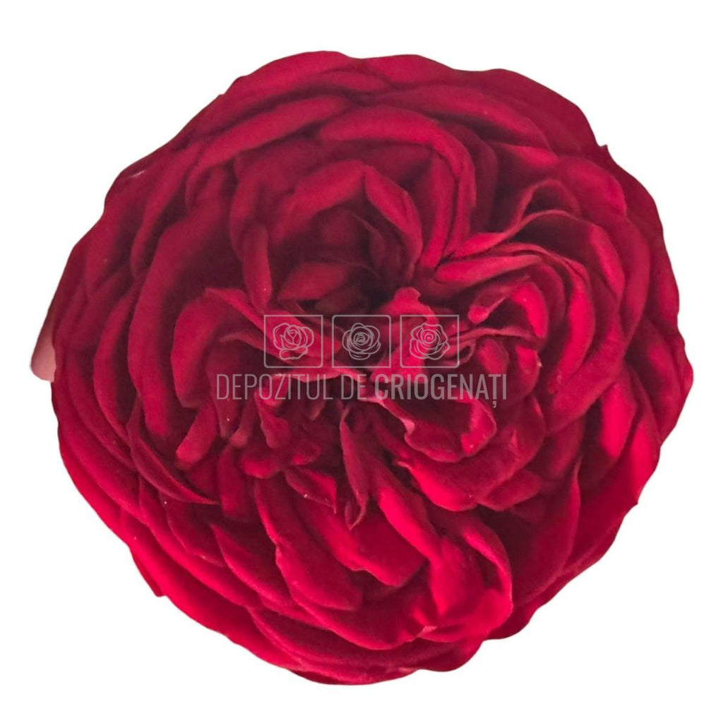 Trandafiri Criogenati KABUKIZA RED-01 (dia. 6cm x 3,5cm) - Depozitul de Criogenati