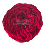 Trandafiri Criogenati KABUKIZA RED-01 (dia. 6cm x 3,5cm) - Depozitul de Criogenati
