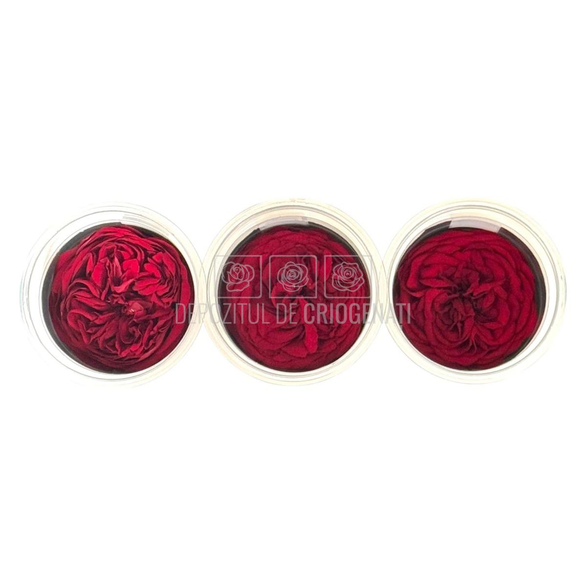 Trandafiri Criogenati KABUKIZA RED-01 (dia. 6cm x 3,5cm) - Depozitul de Criogenati