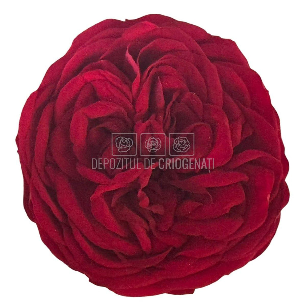 Trandafiri Criogenati KABUKIZA RED-01 (dia. 6cm x 3,5cm) - Depozitul de Criogenati
