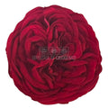 Trandafiri Criogenati KABUKIZA RED-01 (dia. 6cm x 3,5cm) - Depozitul de Criogenati