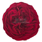 Trandafiri Criogenati KABUKIZA RED-01 (dia. 6cm x 3,5cm) - Depozitul de Criogenati