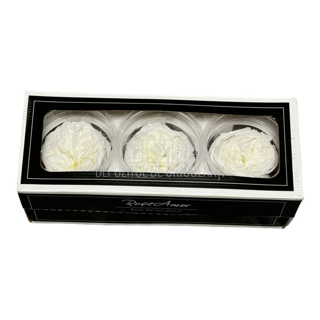 Trandafiri Criogenati KABUKIZA WHI-01 (dia.6cm x 3,2cm, set 3 buc /cutie) - DepozituldeCriogenati.ro