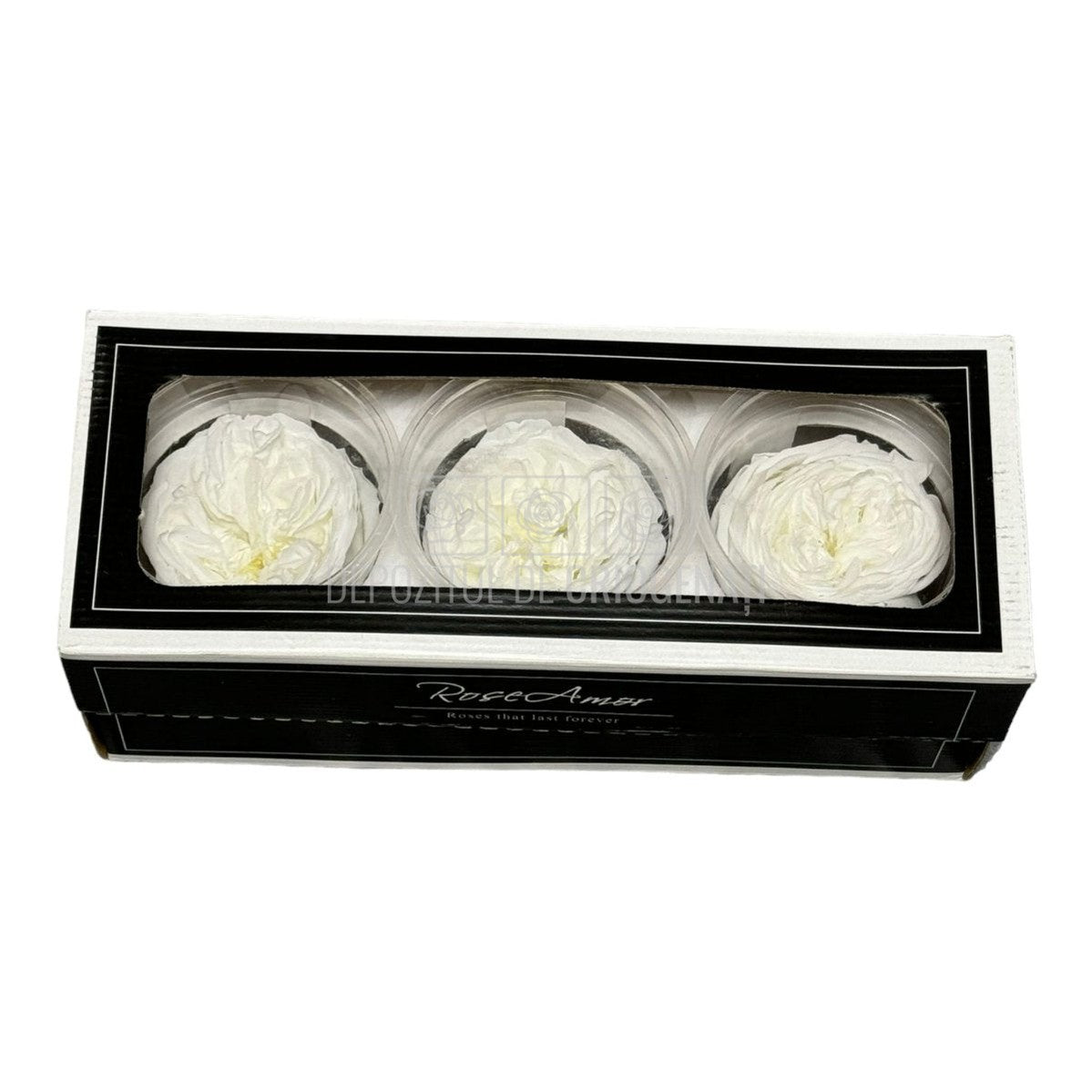 Trandafiri Criogenati KABUKIZA WHI-01 (dia.6cm x 3,2cm, set 3 buc /cutie) - DepozituldeCriogenati.ro