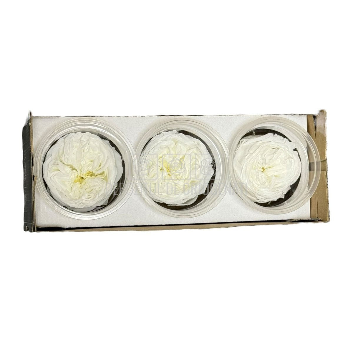 Trandafiri Criogenati KABUKIZA WHI-01 (dia.6cm x 3,2cm, set 3 buc /cutie) - DepozituldeCriogenati.ro