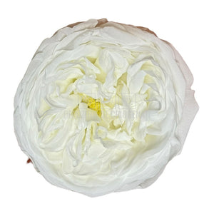 Trandafiri Criogenati KABUKIZA WHI-01 (dia.6cm x 3,2cm, set 3 buc /cutie) - DepozituldeCriogenati.ro