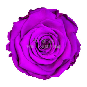 Trandafiri Criogenati LL+ PUR-02 (dia. 6,5cm, set 6 buc /cutie) - DepozituldeCriogenati.ro