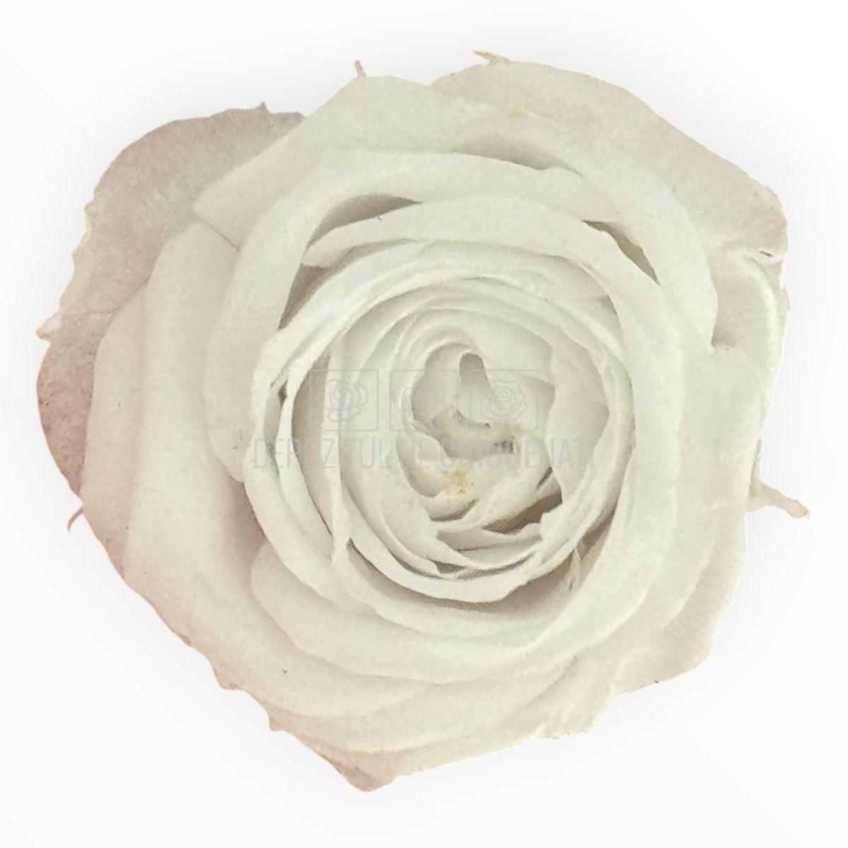 Trandafiri Criogenati Lulu Alb SPRAY Angelical White - Depozitul de Criogenati
