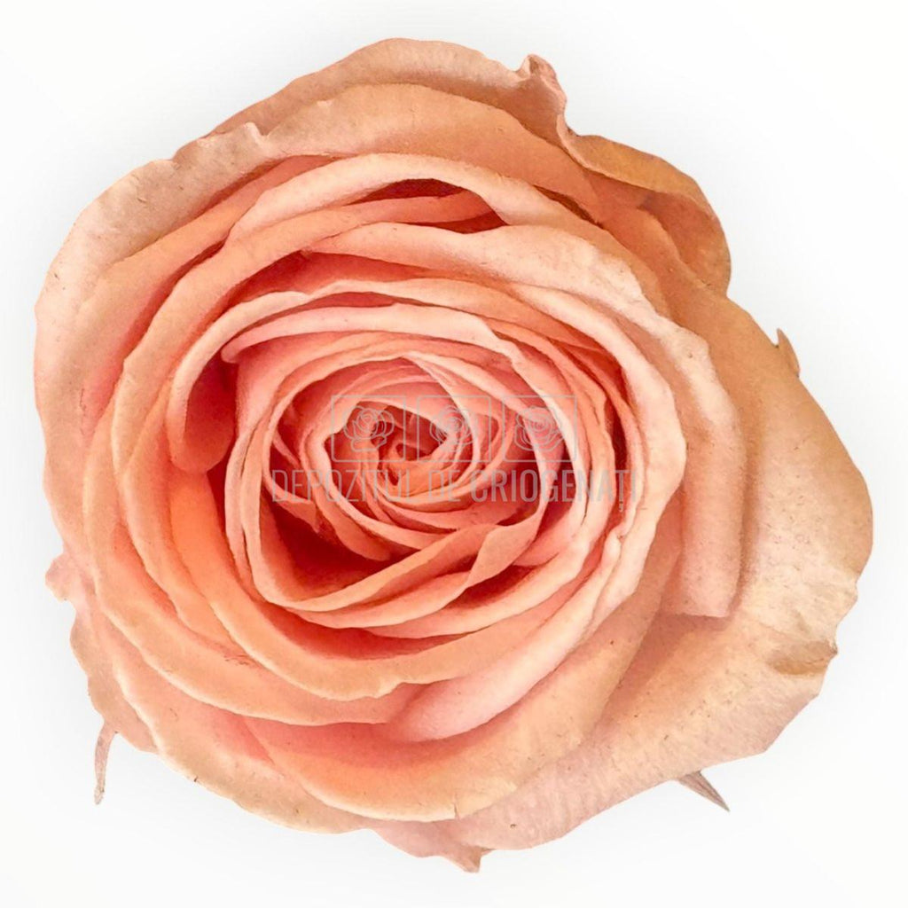 Trandafiri Criogenati Lulu Roz DELICATE BABY PINK - Depozitul de Criogenati