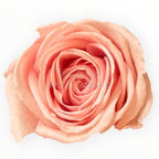 Trandafiri Criogenati Lulu Roz DELICATE BABY PINK - Depozitul de Criogenati