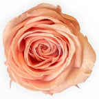 Trandafiri Criogenati Lulu Roz DELICATE BABY PINK - Depozitul de Criogenati
