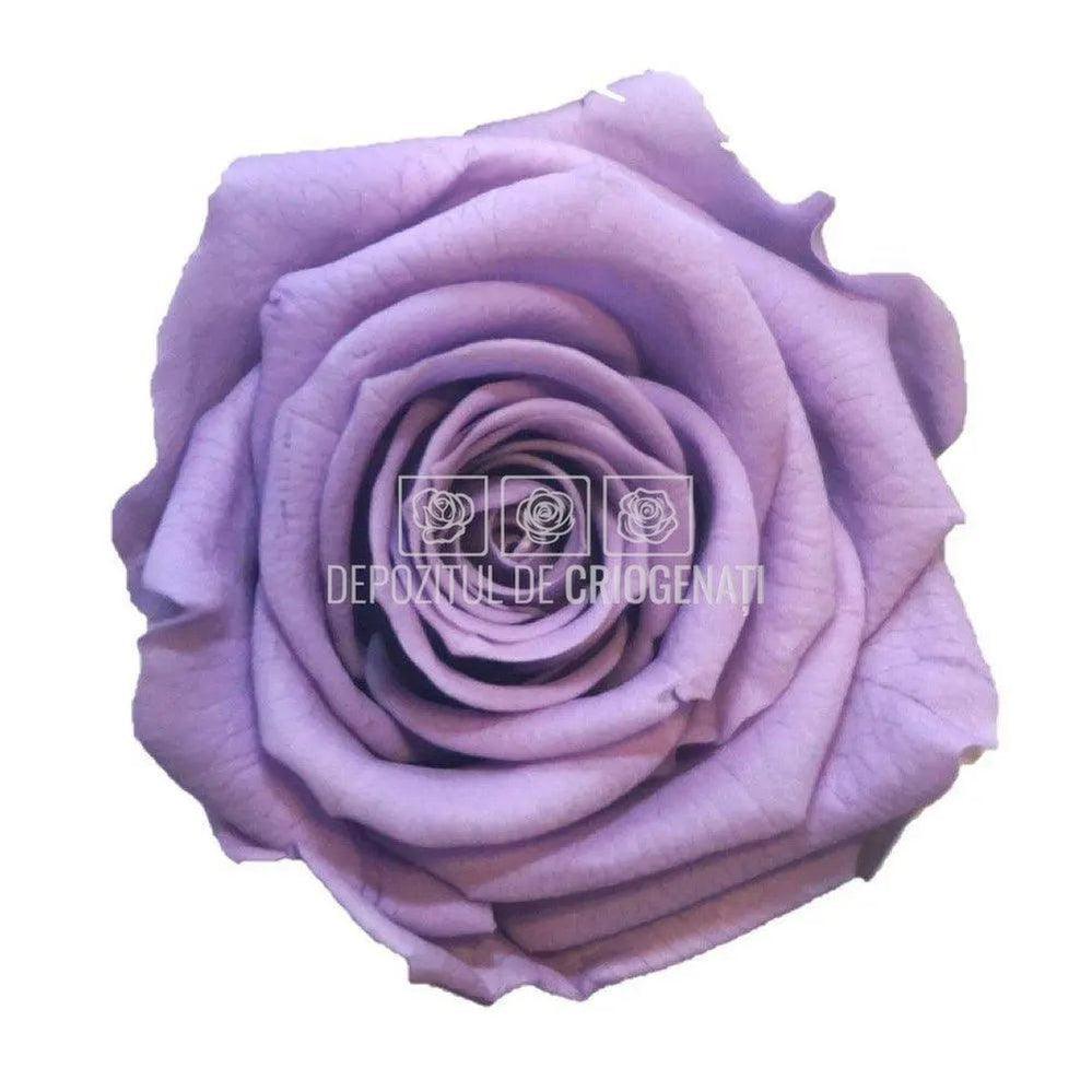 Trandafiri Criogenati MINI LILA (dia. 3,5 - 4,5cm) - Depozitul de Criogenati