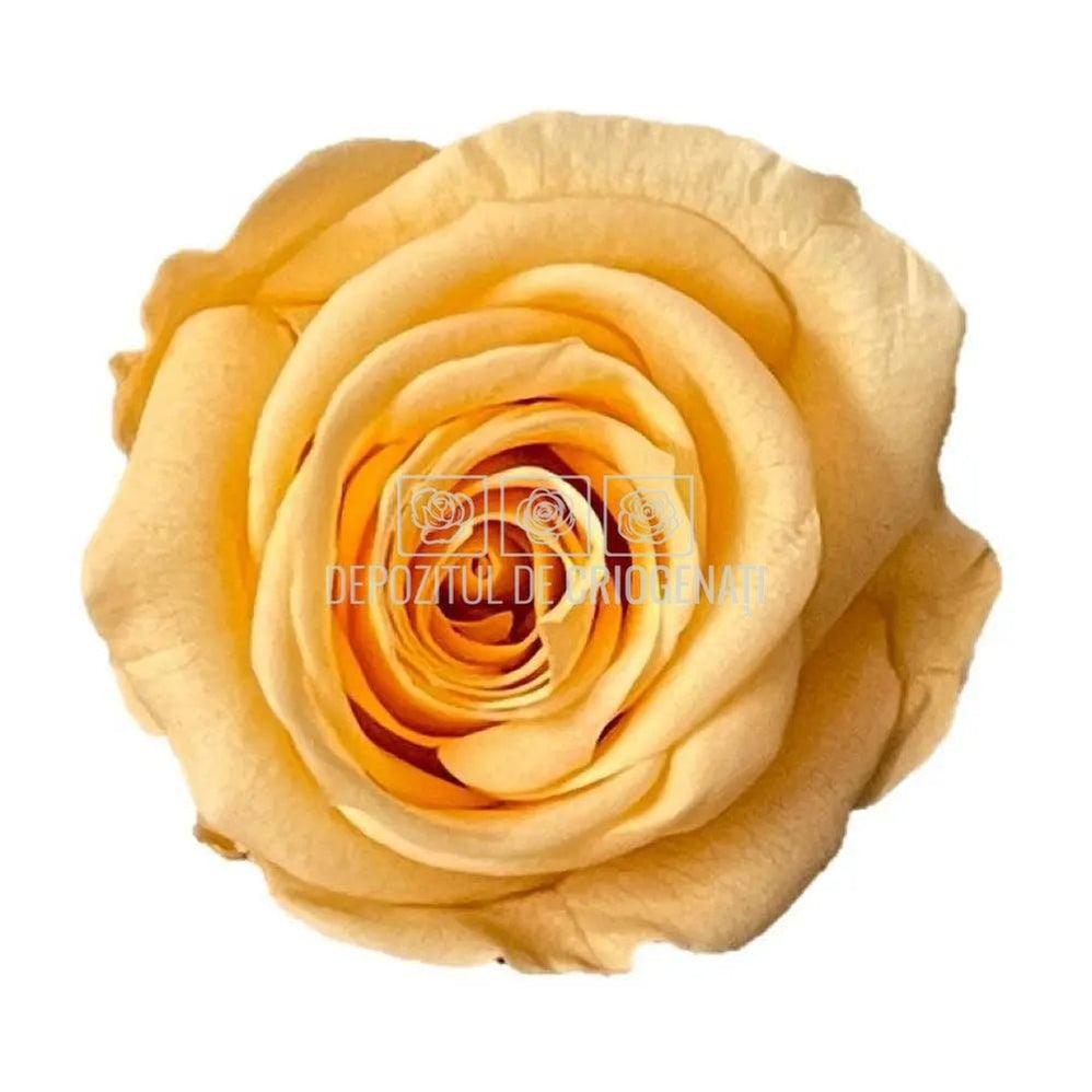 Trandafiri Criogenati Mini Peach (dia. 3,5 - 4,5cm) - Depozitul de Criogenati