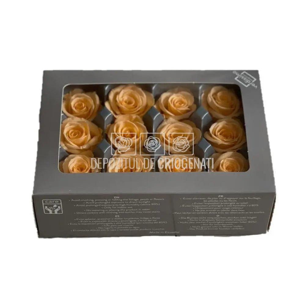 Trandafiri Criogenati Mini Peach (Ø3,5-4,5cm, set 12 buc /cutie) - DepozituldeCriogenati.ro
