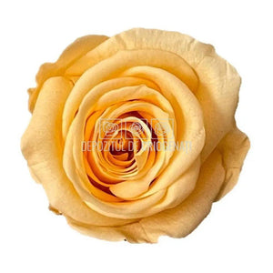 Trandafiri Criogenati Mini Peach (Ø3,5-4,5cm, set 12 buc /cutie) - DepozituldeCriogenati.ro