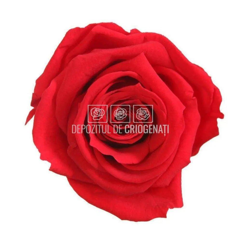 Trandafiri Criogenati MINI RED (dia. 3,5 - 4,5cm) - Depozitul de Criogenati