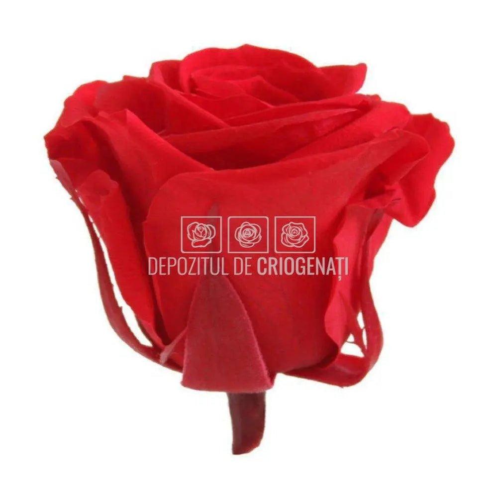 Trandafiri Criogenati MINI RED (dia. 3,5 - 4,5cm) - Depozitul de Criogenati