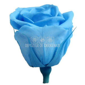 Trandafiri Criogenati MINI SKY BLUE (Ø3,5-4,5cm, set 12 buc /cutie) - DepozituldeCriogenati.ro