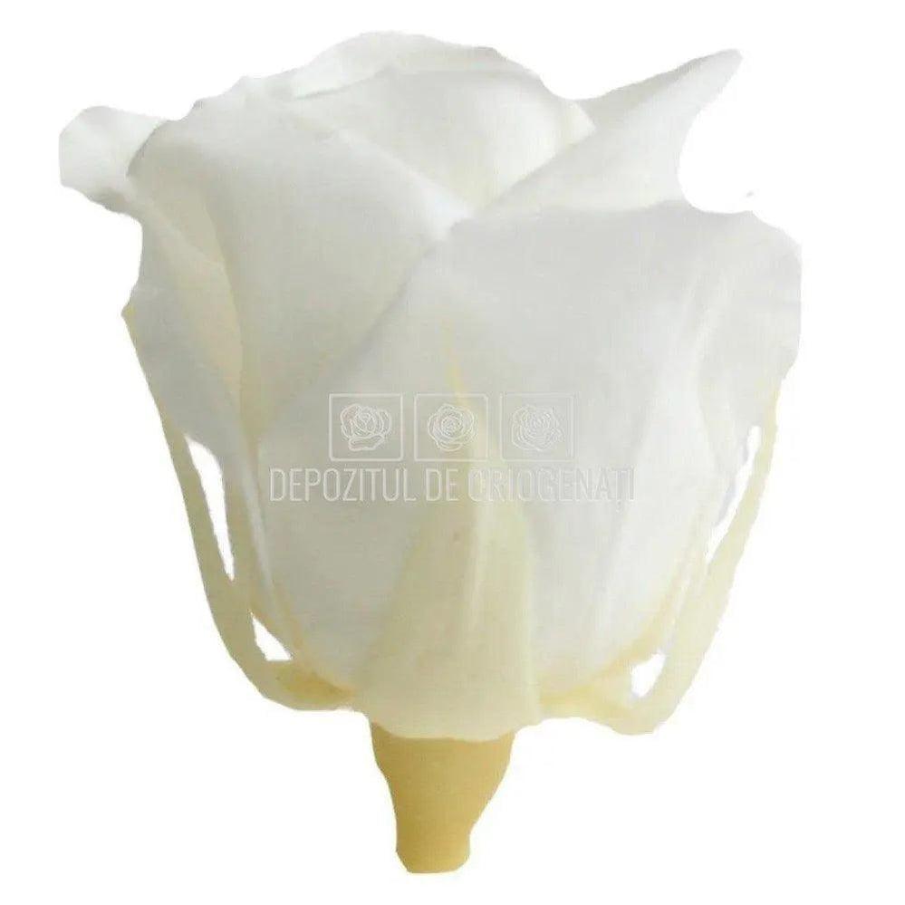 Trandafiri Criogenati MINI WHITE (dia. 3,5 - 4,5cm) - Depozitul de Criogenati
