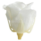 Trandafiri Criogenati MINI WHITE (dia. 3,5 - 4,5cm) - Depozitul de Criogenati