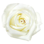 Trandafiri Criogenati MINI WHITE (dia. 3,5 - 4,5cm) - Depozitul de Criogenati