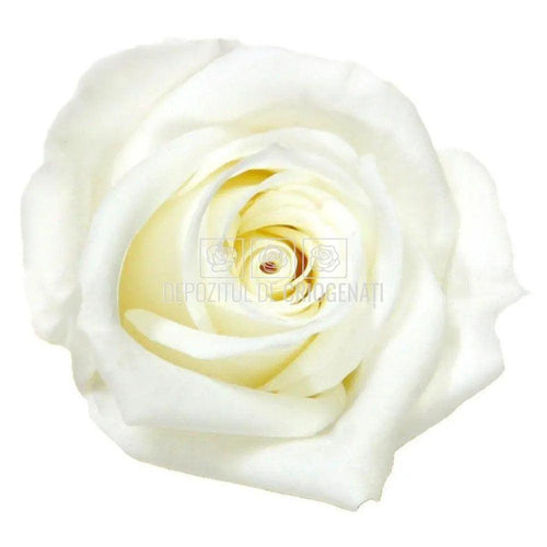 Trandafiri Criogenati MINI WHITE (dia. 3,5 - 4,5cm) - Depozitul de Criogenati