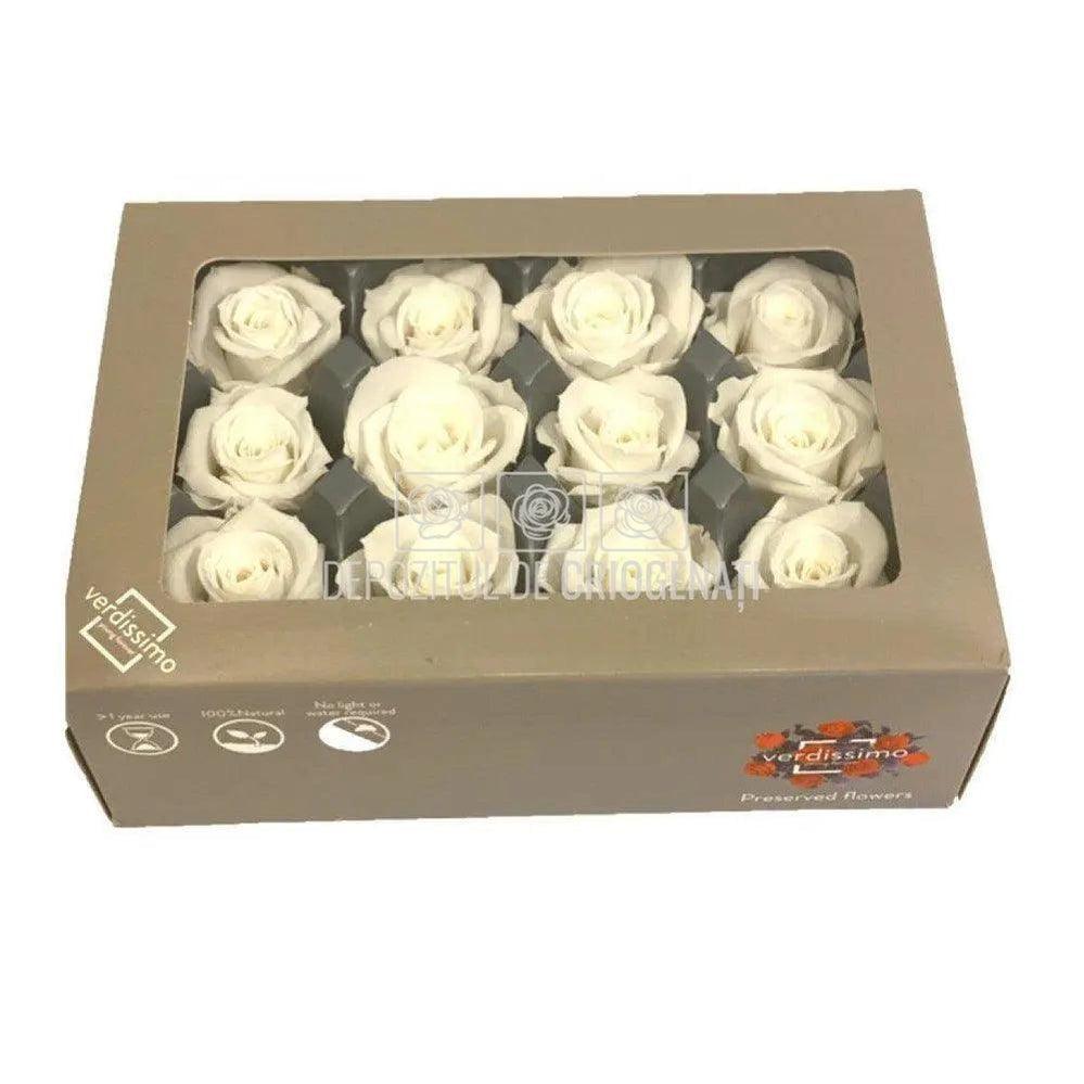 Trandafiri Criogenati MINI WHITE (dia. 3,5 - 4,5cm) - Depozitul de Criogenati