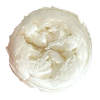 Trandafiri Criogenati NIKI L WHI-01 (Ø4,5cm x H4cm) - Depozitul de Criogenati