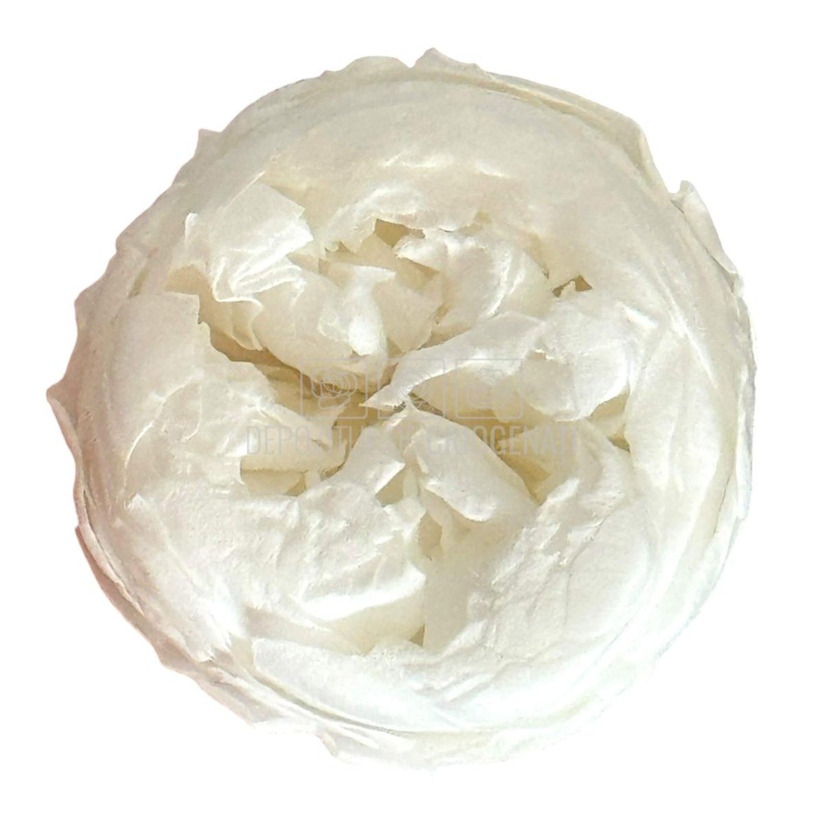 Trandafiri Criogenati NIKI L WHI-01 (Ø4,5cm x H4cm) - Depozitul de Criogenati