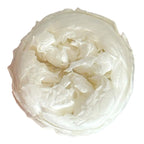 Trandafiri Criogenati NIKI L WHI-01 (Ø4,5cm x H4cm) - Depozitul de Criogenati