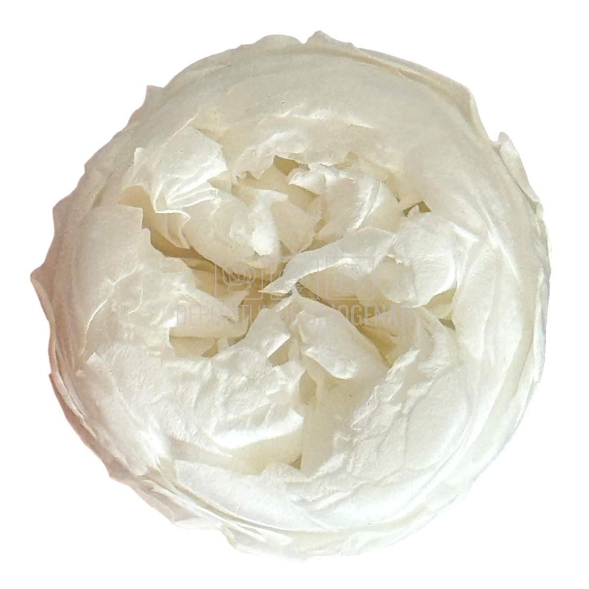 Trandafiri Criogenati NIKI L WHI-01 (Ø4,5cm x H4cm) - Depozitul de Criogenati