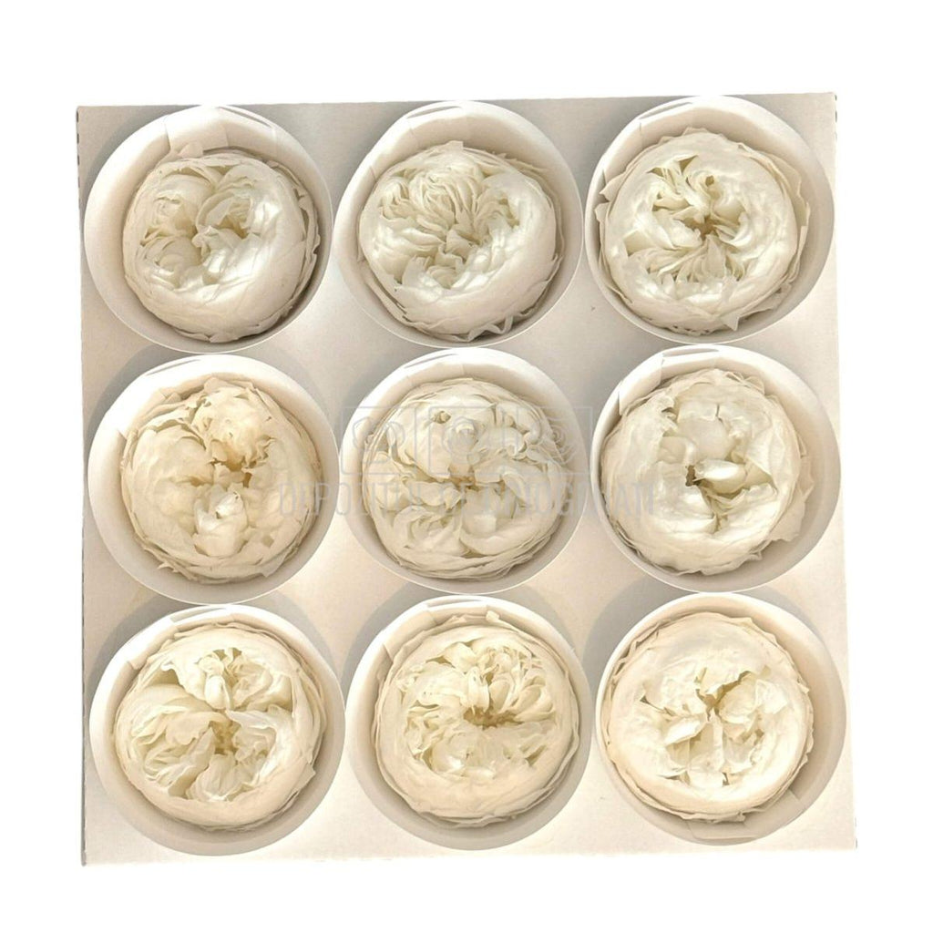 Trandafiri Criogenati NIKI L WHI-01 (Ø4,5cm x H4cm) - Depozitul de Criogenati