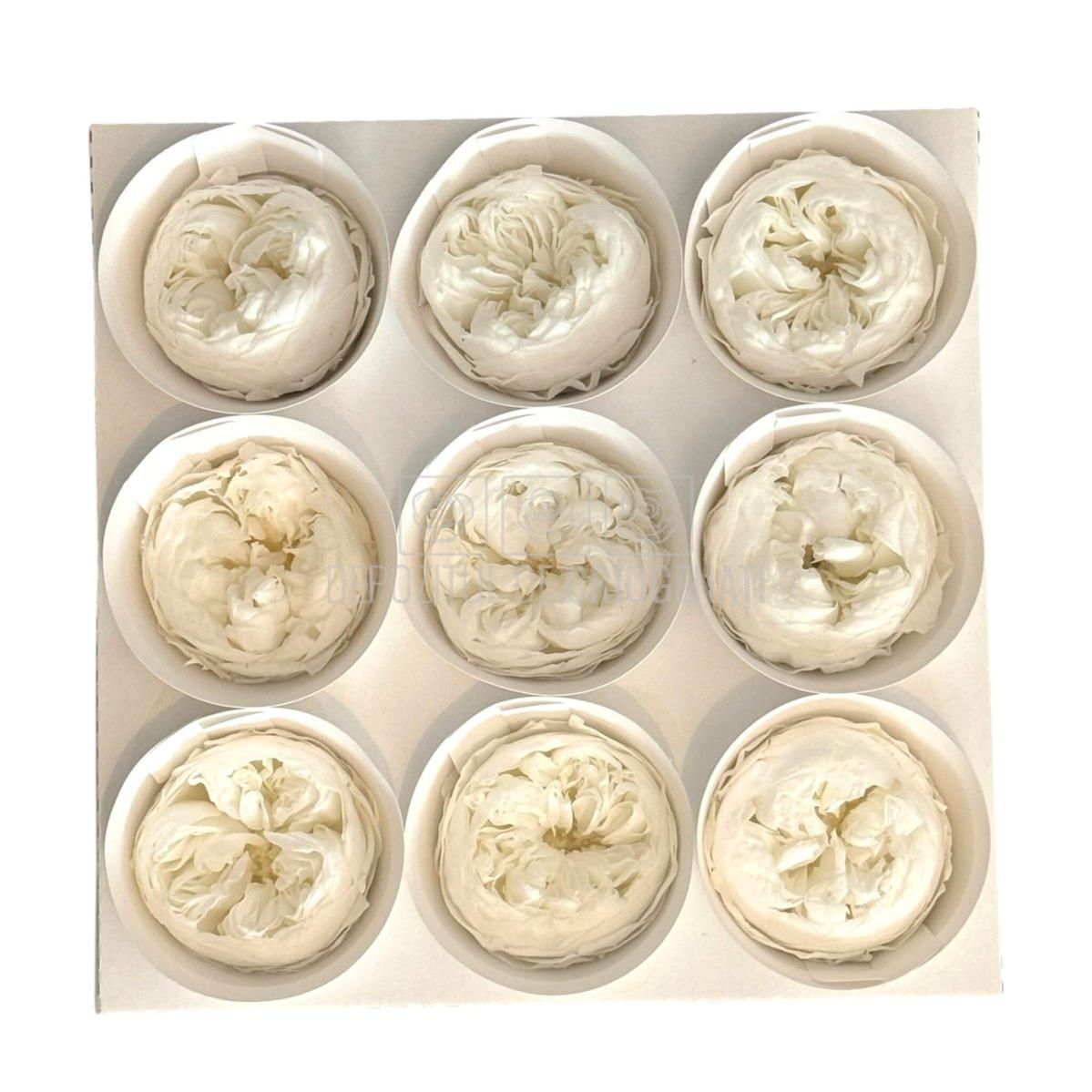 Trandafiri Criogenati NIKI L WHI-01 (Ø4,5cm x H4cm) - Depozitul de Criogenati